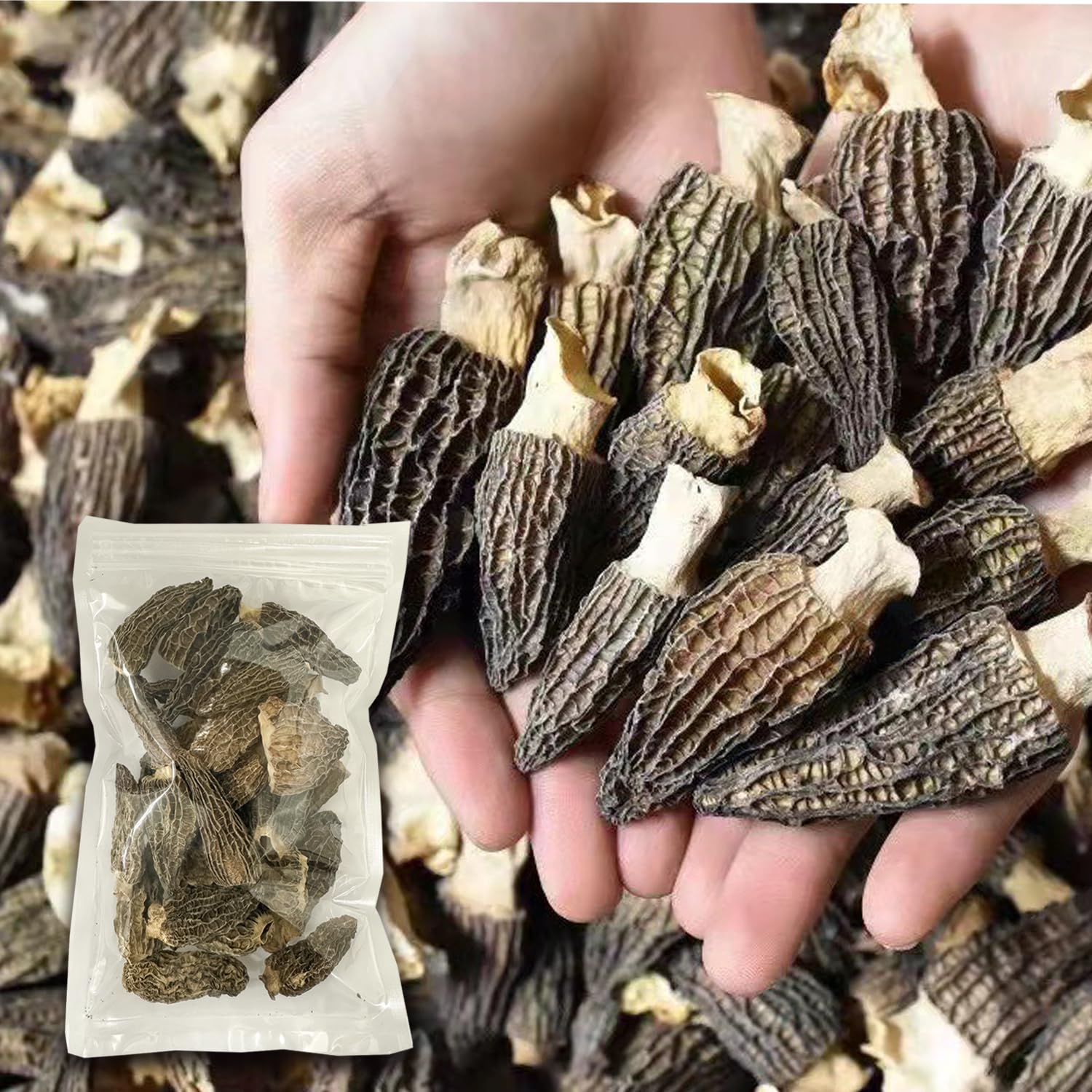 アミガサタケ（天然モリーユ）⑥ アミガサタケ（天然モリーユ）⑥ 【公式通販】